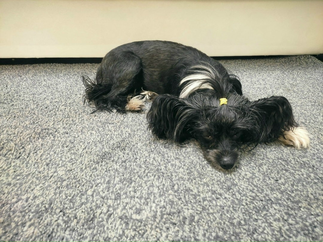 Пропала собака в Петрозаводске — фото объявления