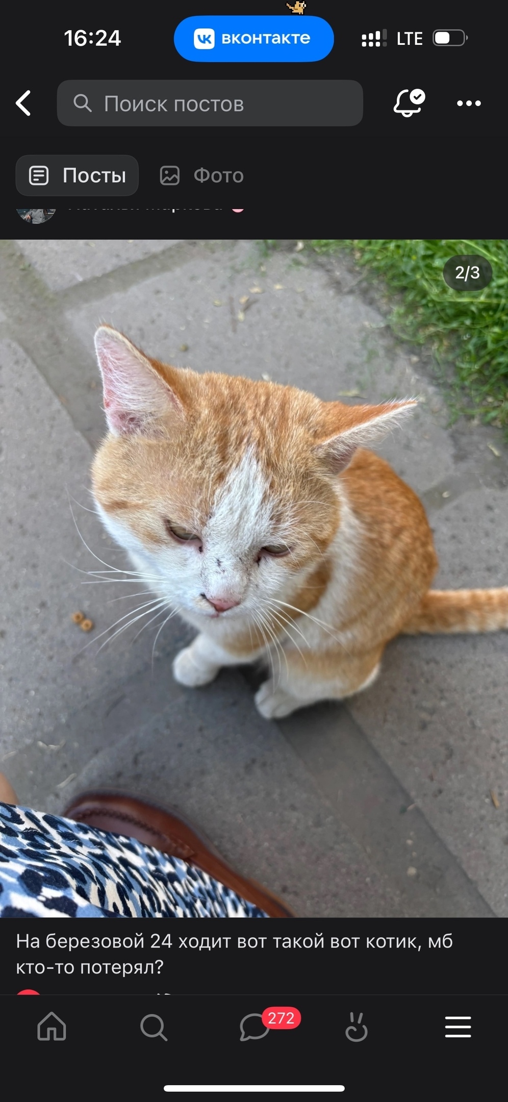 Пропала кошка в Петрозаводске — фото объявления