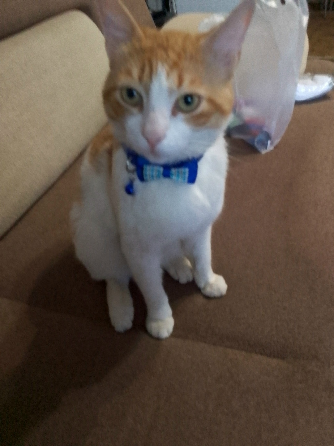 Пропала кошка в Петрозаводске — фото объявления