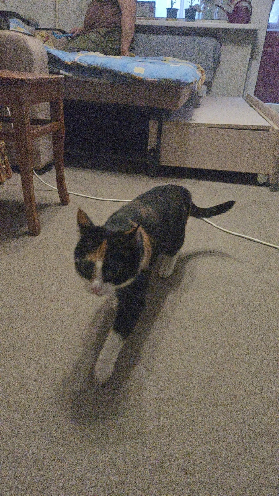 Найдена собака в Петрозаводске — фото объявления