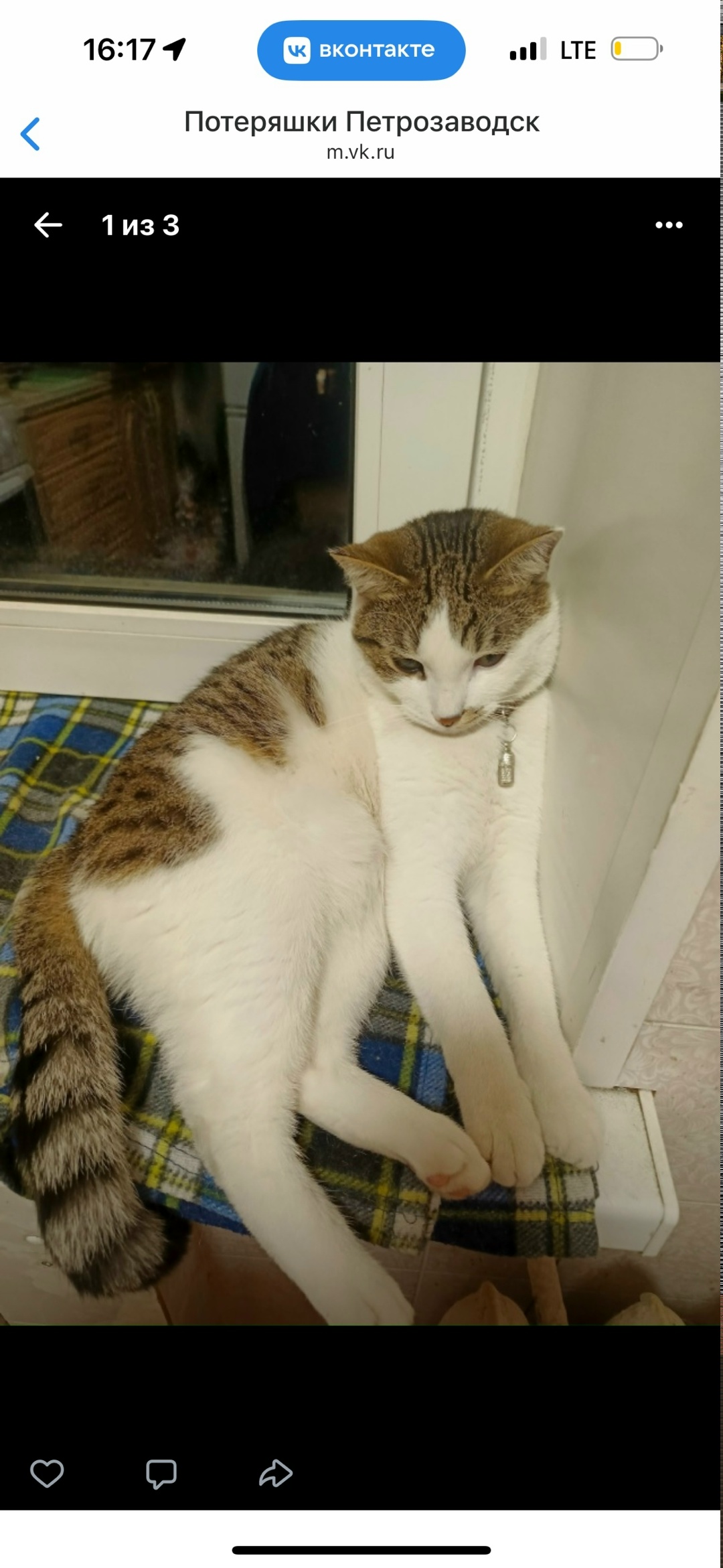 Пропала кошка в Петрозаводске — фото объявления