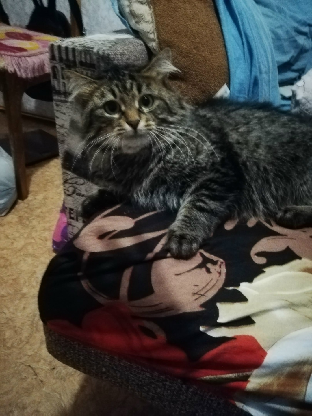 Пропала кошка в Петрозаводске — фото объявления