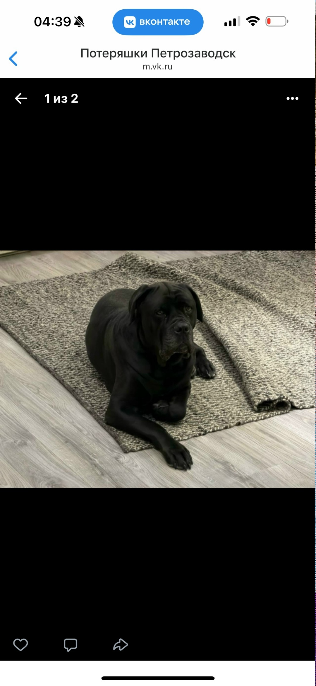 Пропала собака в Петрозаводске — фото объявления