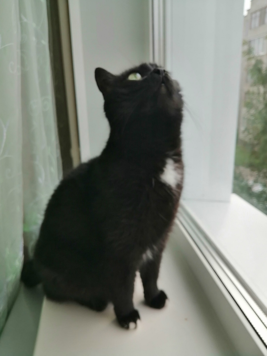 Пропала кошка в Петрозаводске — фото объявления