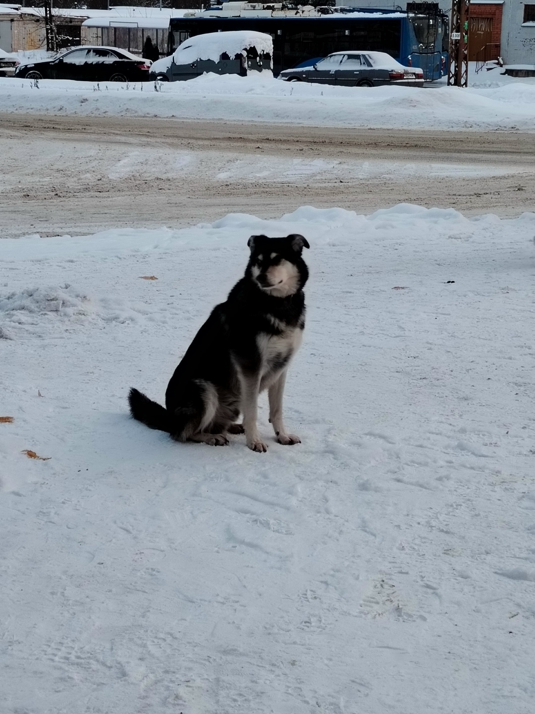 Пропала собака в Петрозаводске — фото объявления