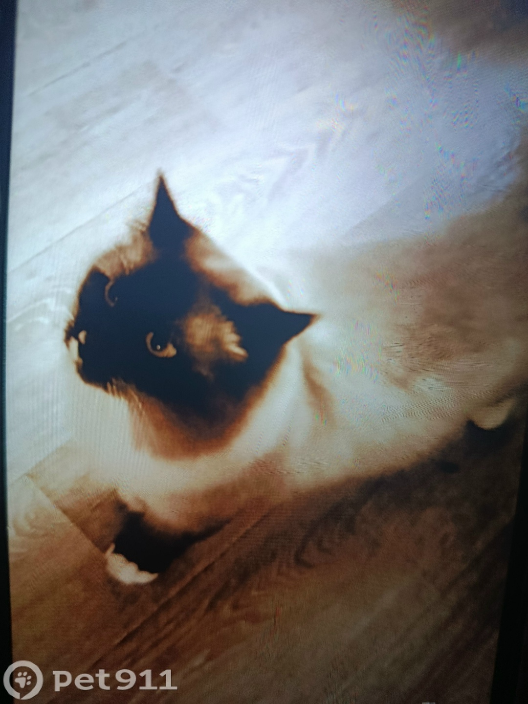 Пропала кошка в Петрозаводске — фото объявления