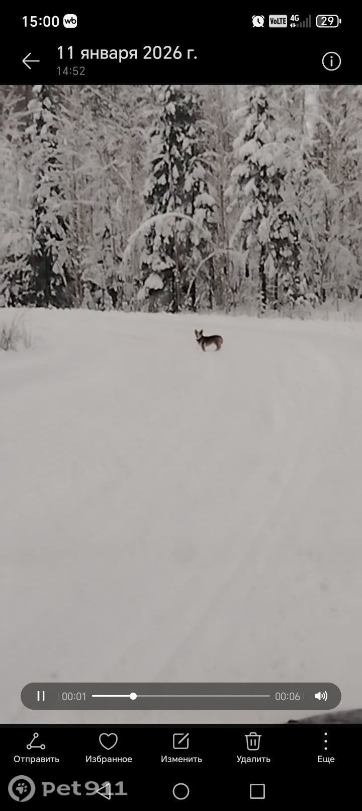 Найдена собака в Петрозаводске — фото объявления