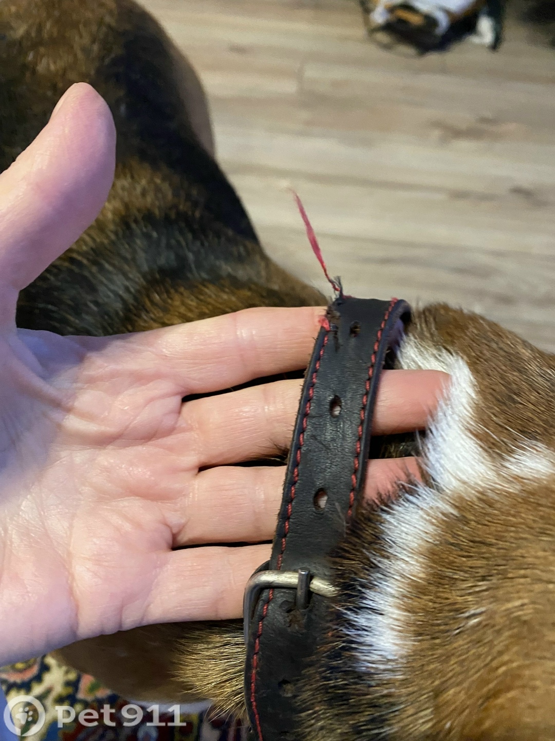 Найдена собака в Петрозаводске — фото объявления