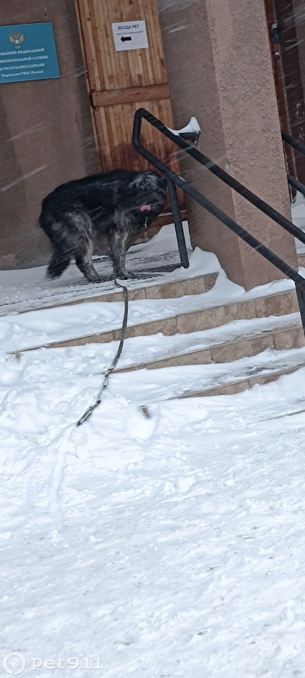 Найдена собака в Петрозаводске — фото объявления