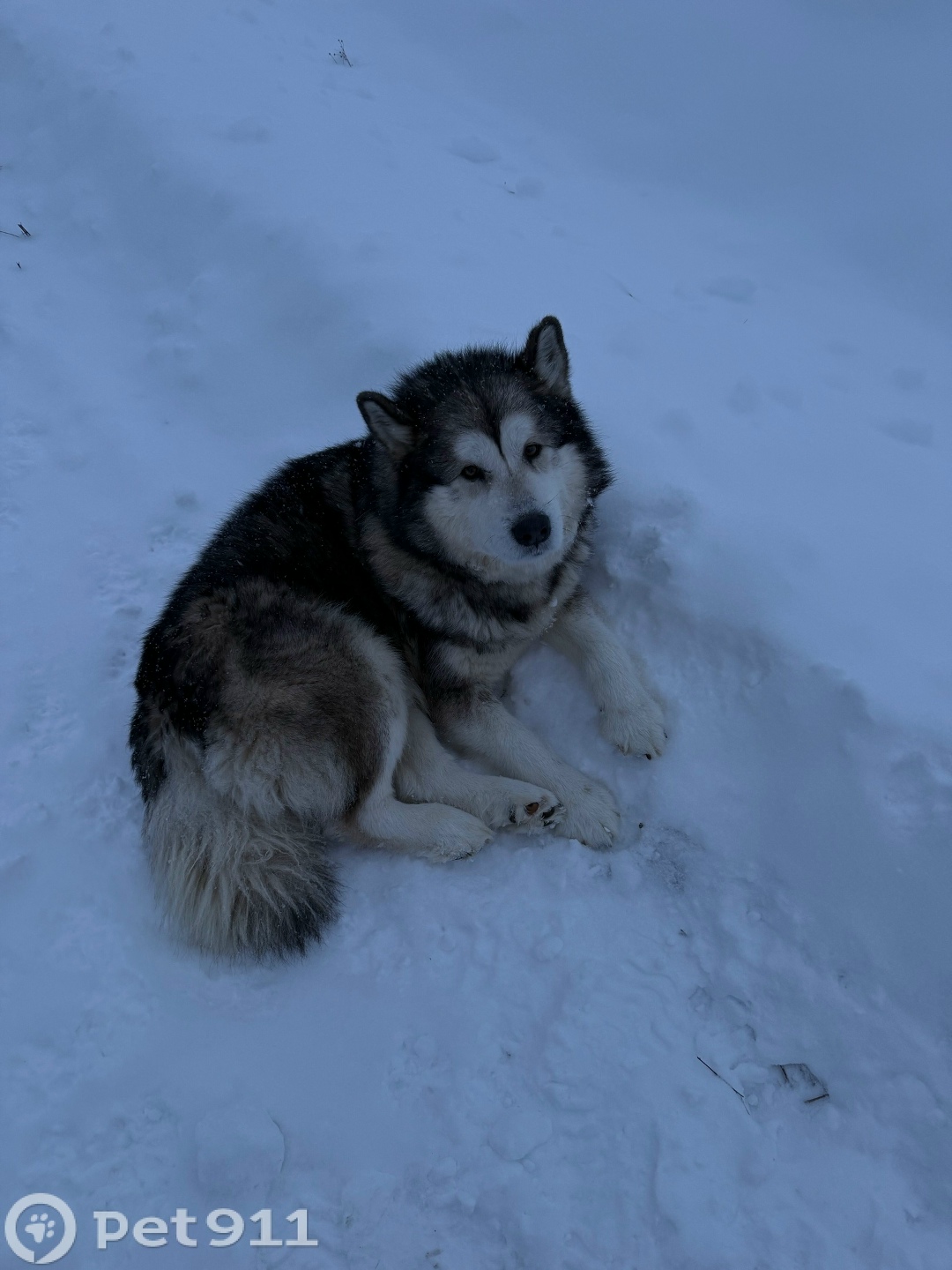 Найдена собака в Петрозаводске — фото объявления