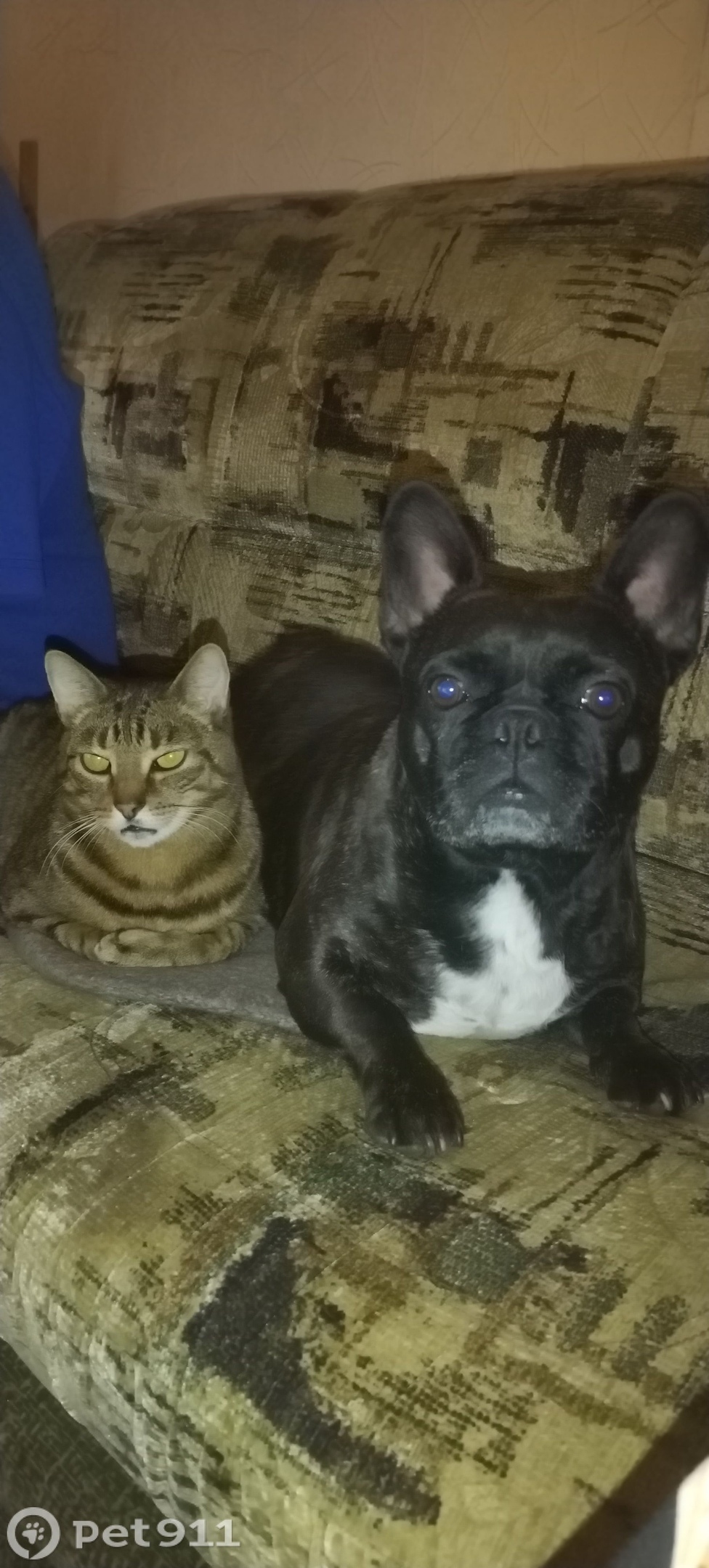 Пропала собака в Петрозаводске — фото объявления