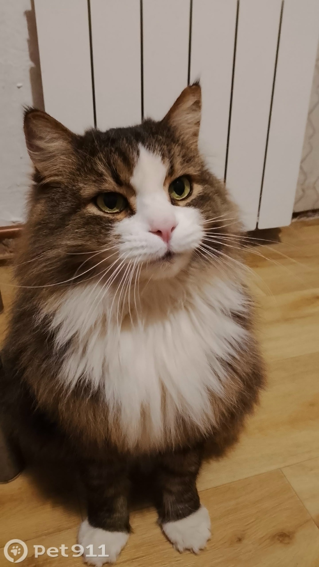 Пропала кошка в Петрозаводске — фото объявления