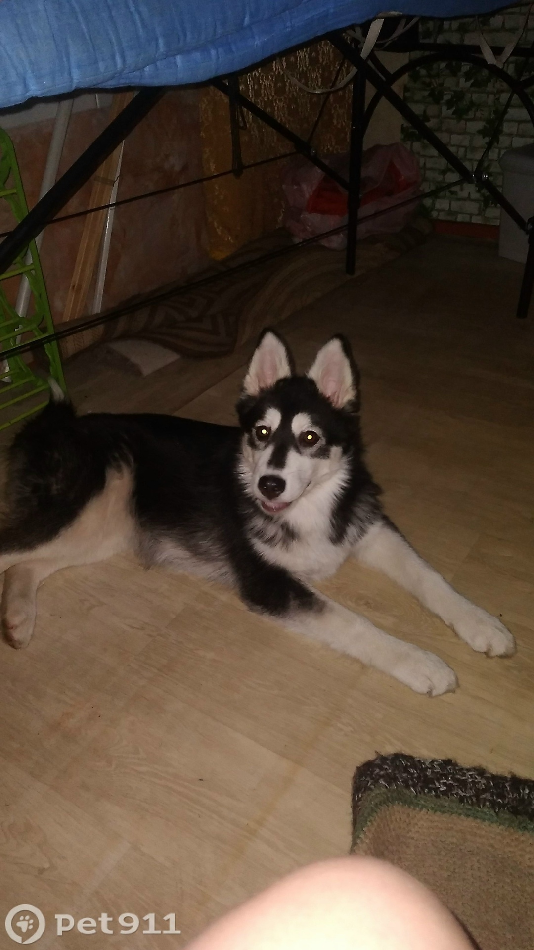 Пропала собака в Петрозаводске — фото объявления