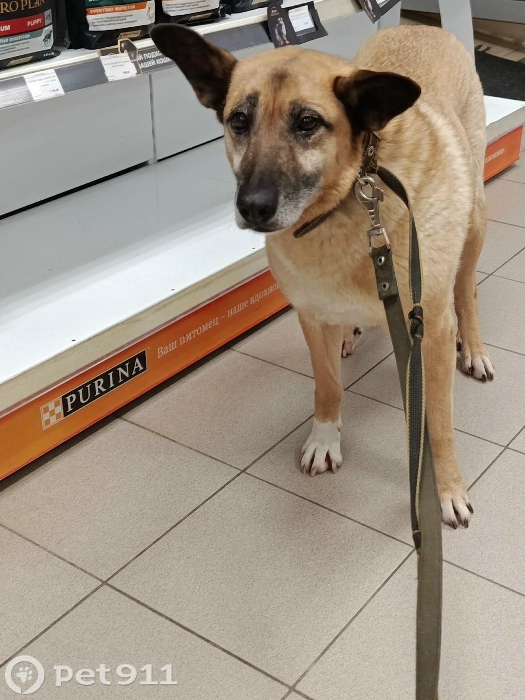 Найдена собака в Петрозаводске — фото объявления