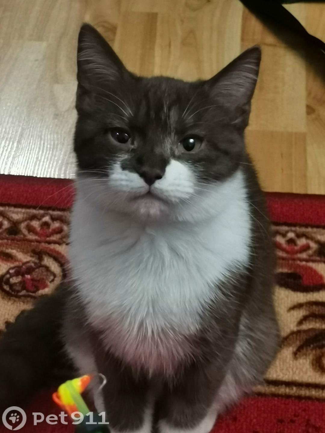 Пропала кошка в Петрозаводске — фото объявления