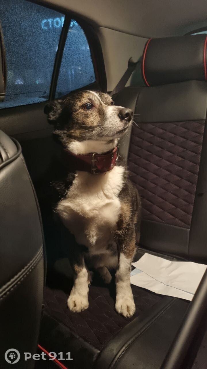 Найдена собака в Петрозаводске — фото объявления