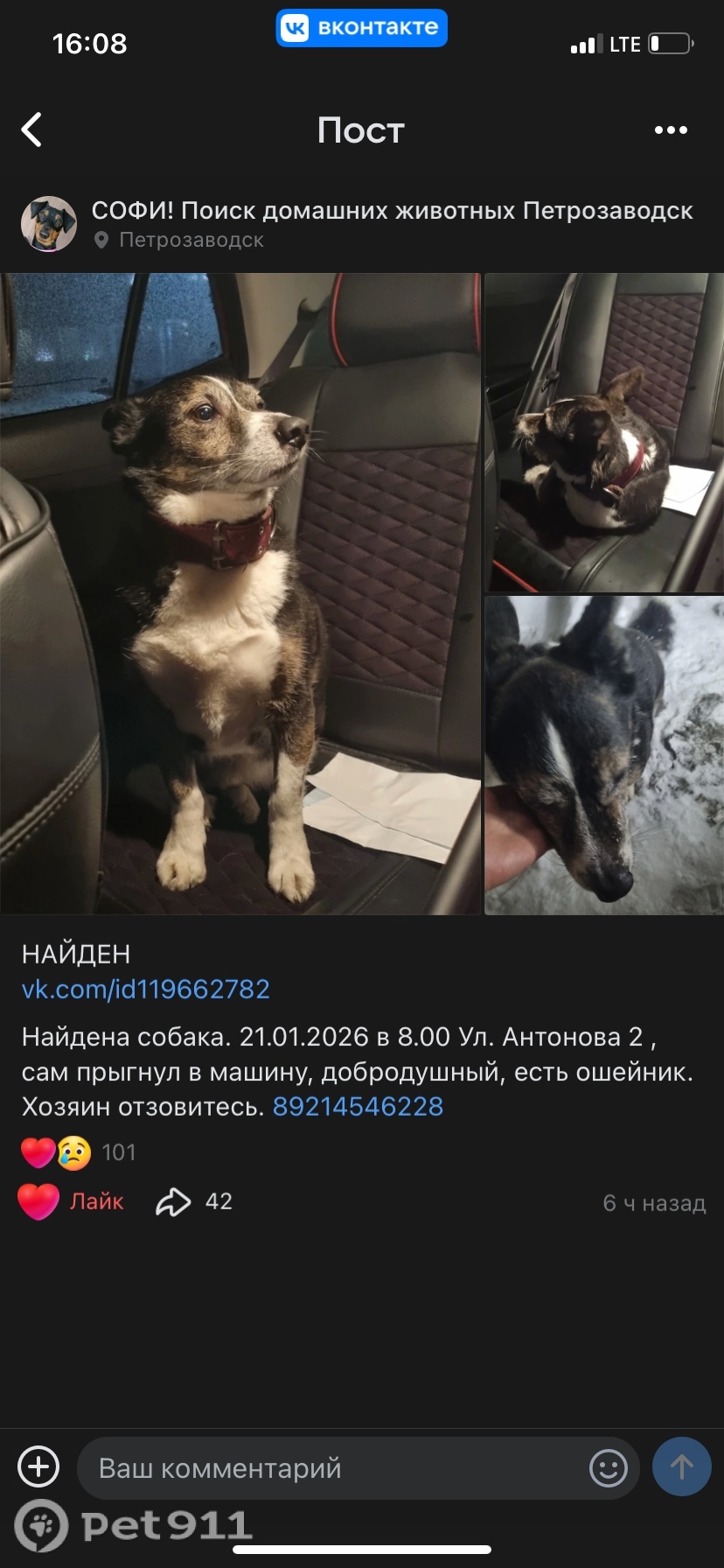 Найдена собака в Петрозаводске — фото объявления