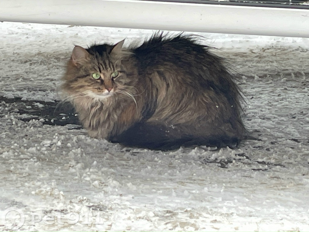 Найдена кошка в Петрозаводске — фото объявления