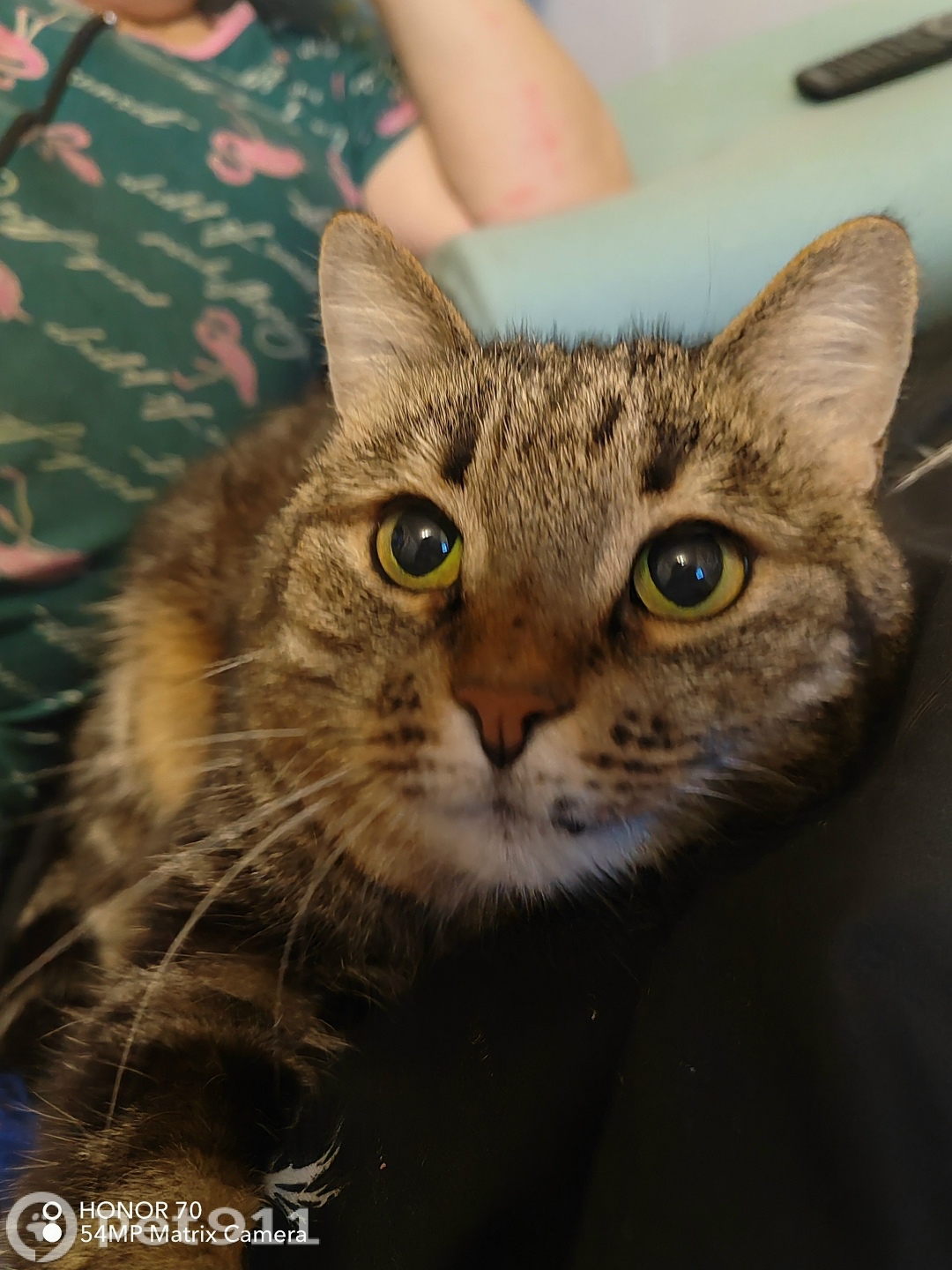 Пропала кошка в Петрозаводске — фото объявления