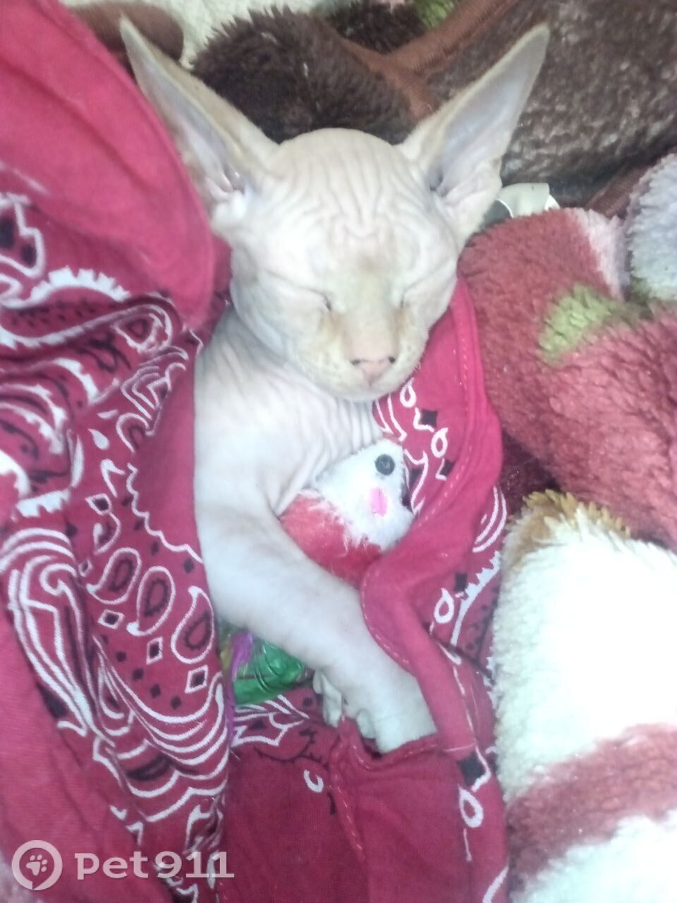 Пропала кошка в Петрозаводске — фото объявления