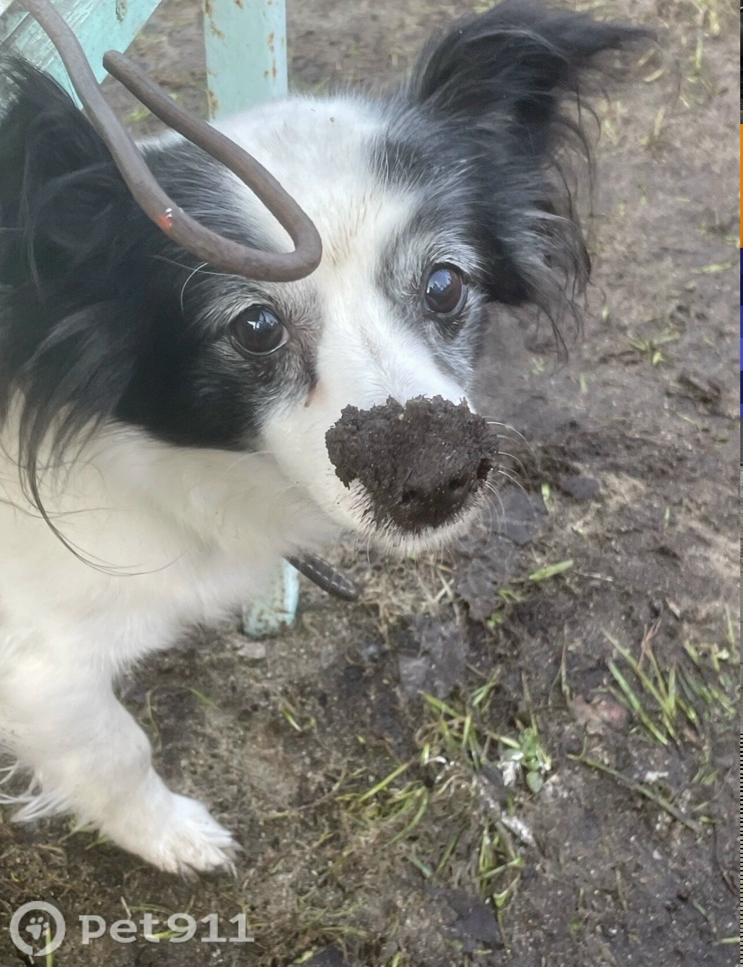 Пропала собака в Петрозаводске — фото объявления
