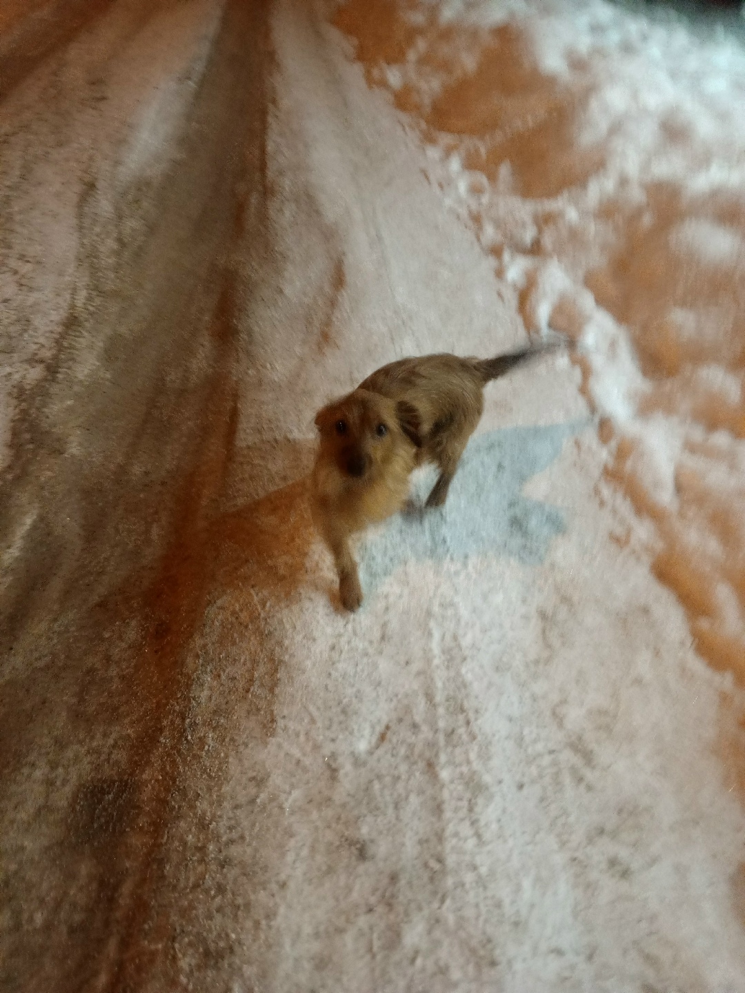 Найдена собака в Петрозаводске — фото объявления