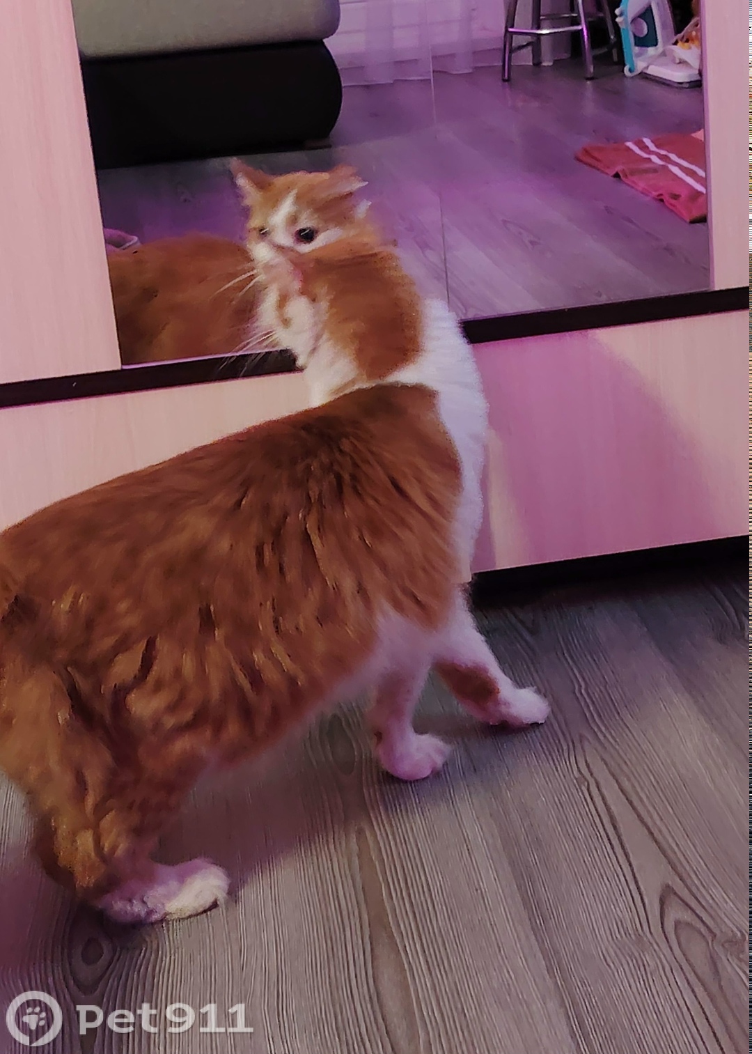 Найдена кошка в Петрозаводске — фото объявления