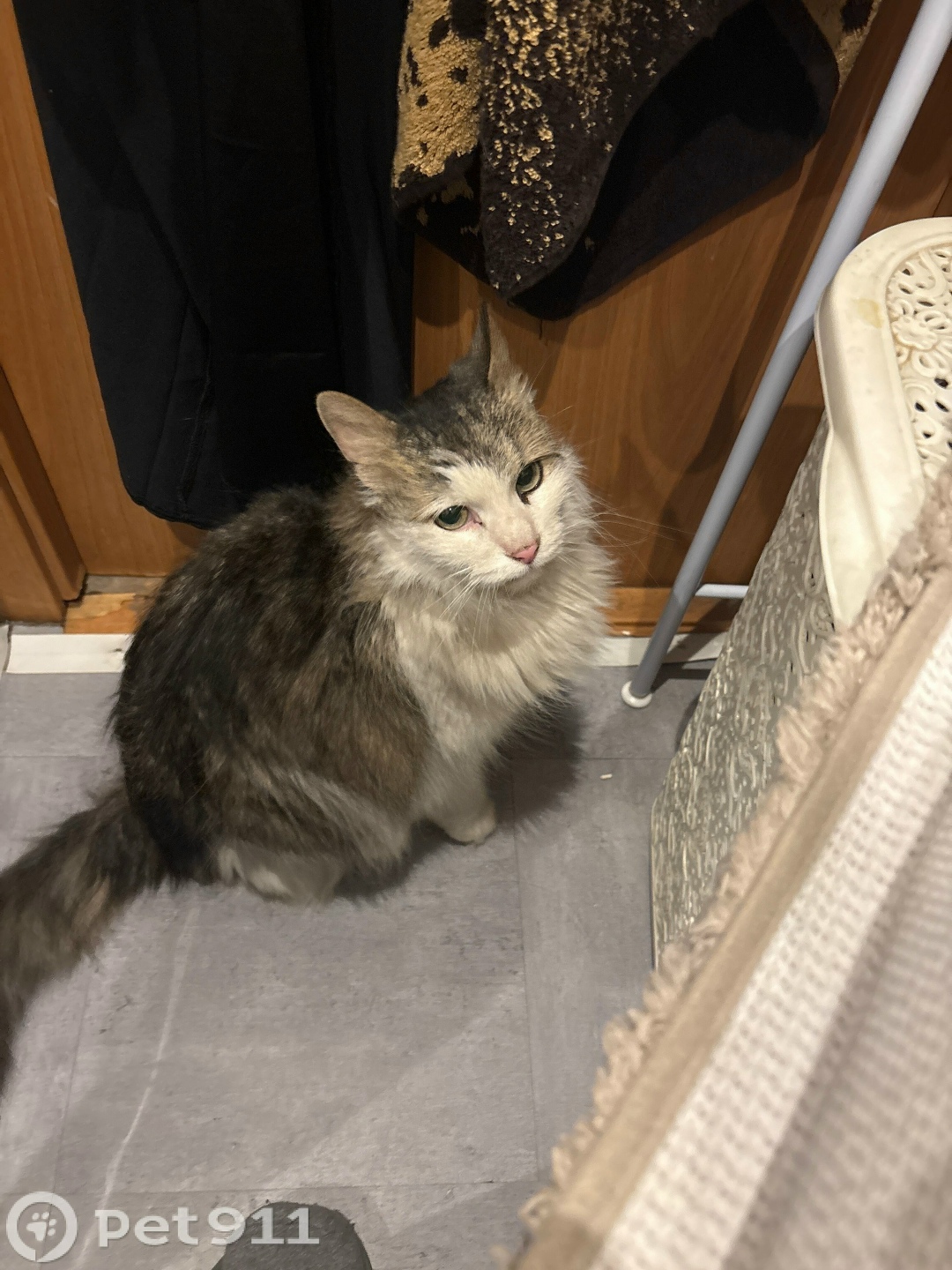 Найдена кошка в Петрозаводске — фото объявления