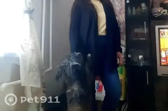 Пропала собака в Петрозаводске — фото объявления