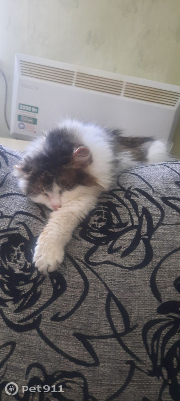 Пропала кошка в Петрозаводске — фото объявления