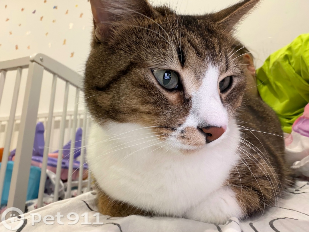 Пропала кошка в Петрозаводске — фото объявления