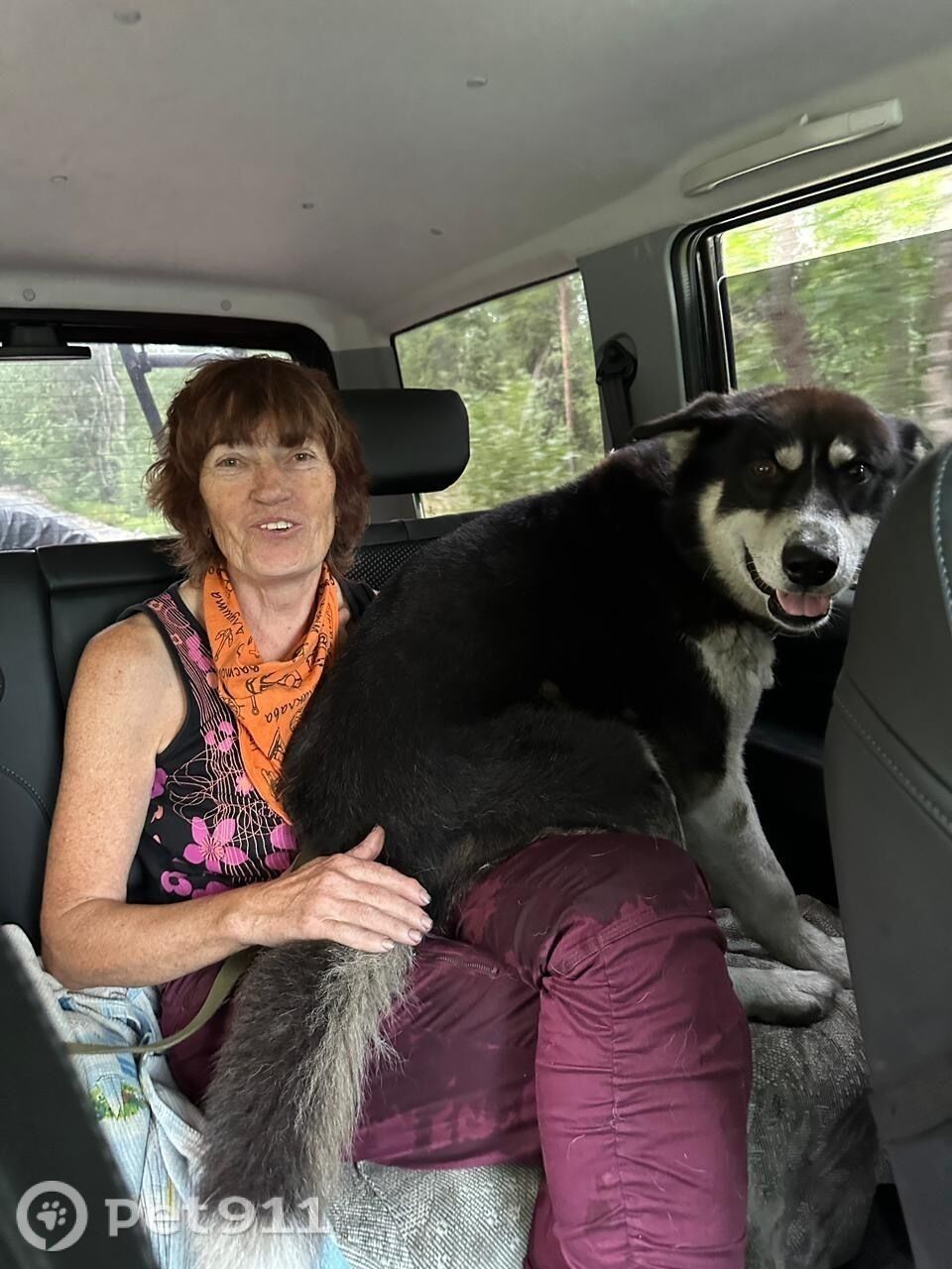 Пропала собака в Петрозаводске — фото объявления