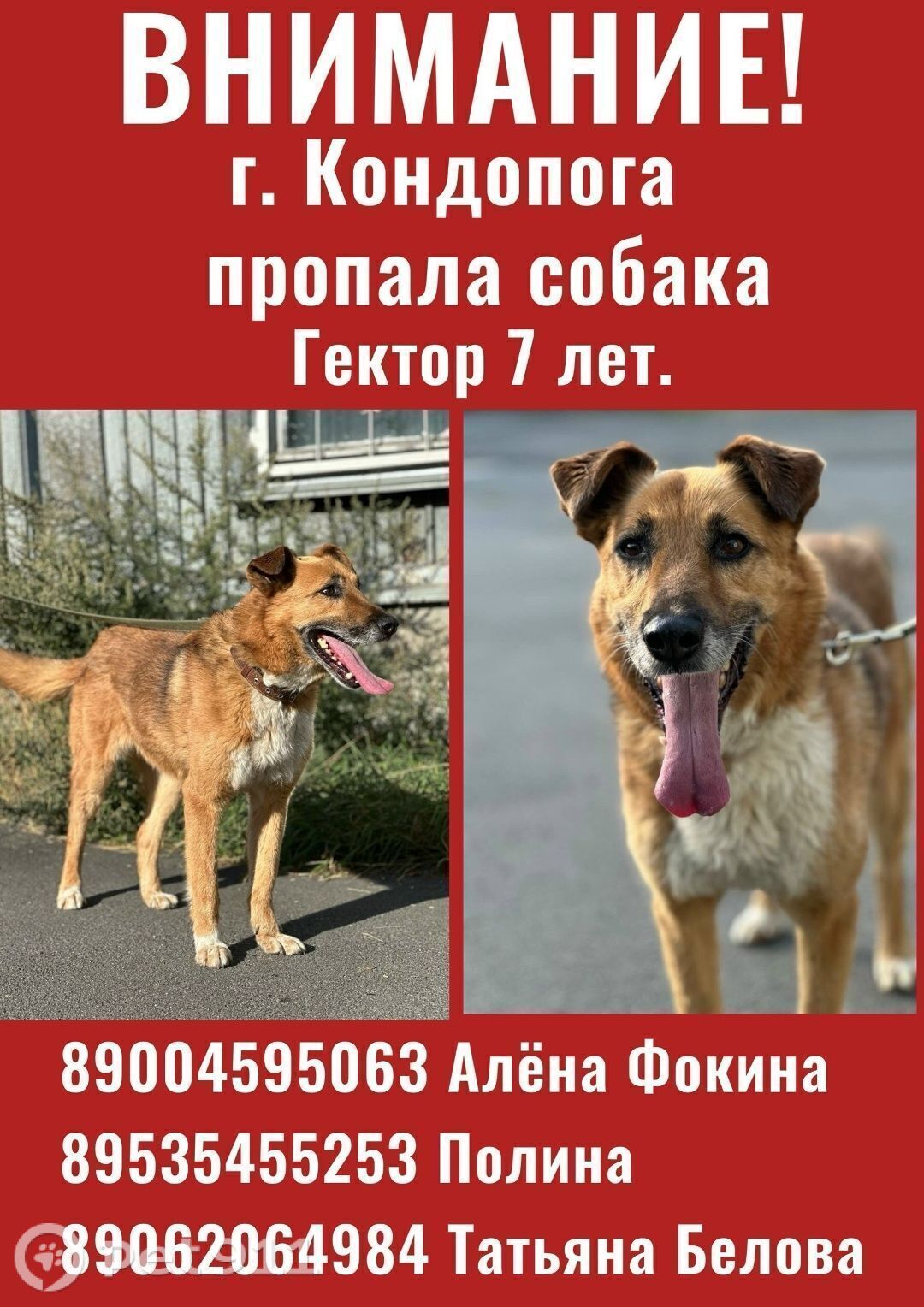 Пропала собака в Петрозаводске — фото объявления