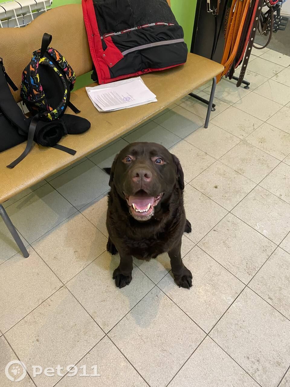 Найдена собака в Петрозаводске — фото объявления