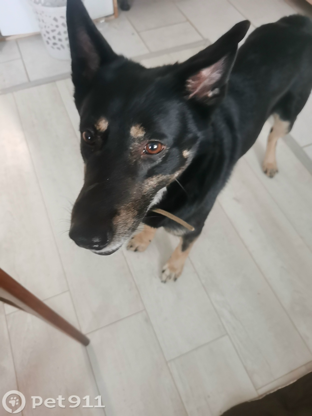 Найдена собака в Петрозаводске — фото объявления