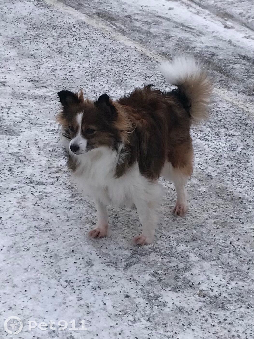 Найдена собака в Петрозаводске — фото объявления