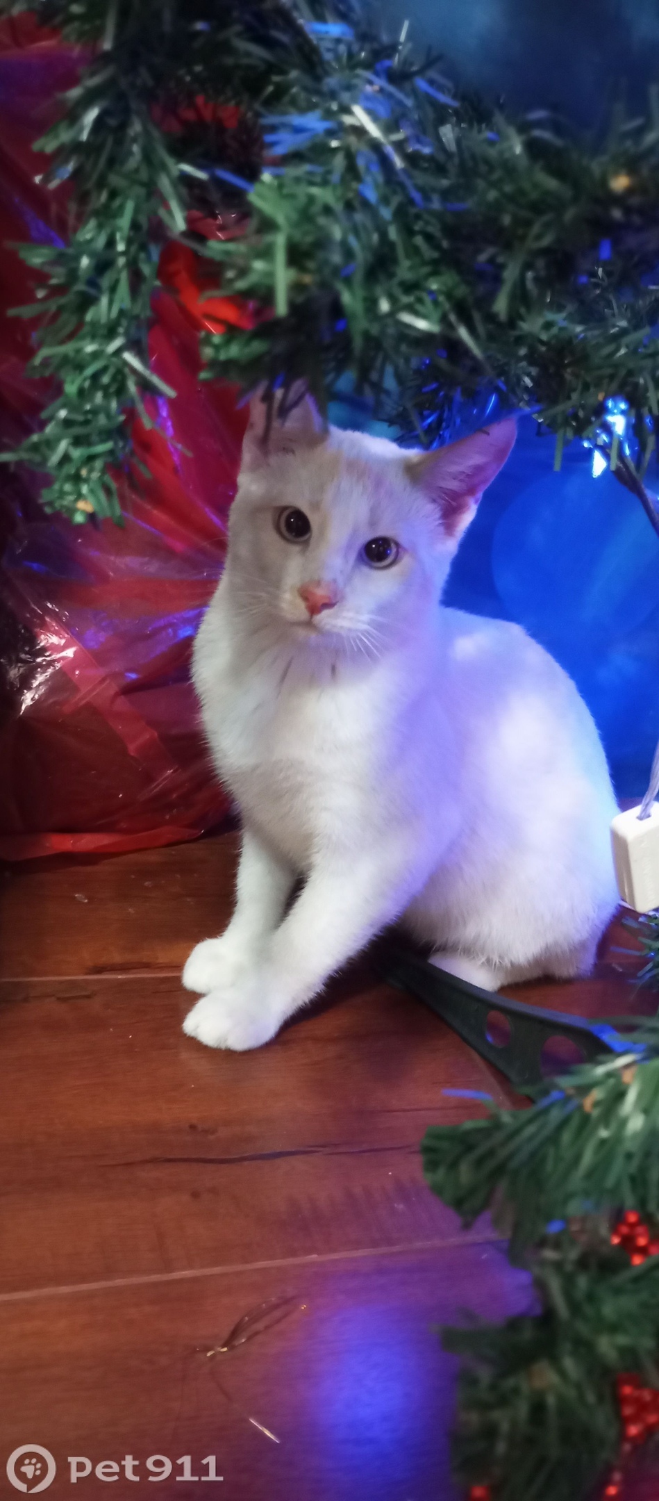 Пропала кошка в Петрозаводске — фото объявления