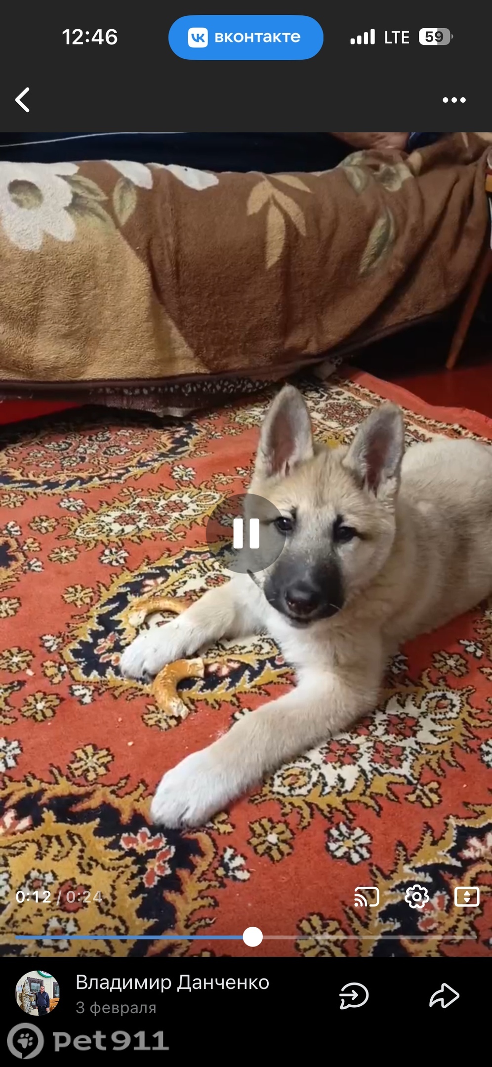 Пропала собака в Петрозаводске — фото объявления