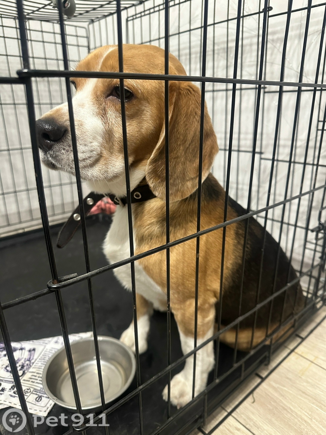 Найдена собака в Петрозаводске — фото объявления