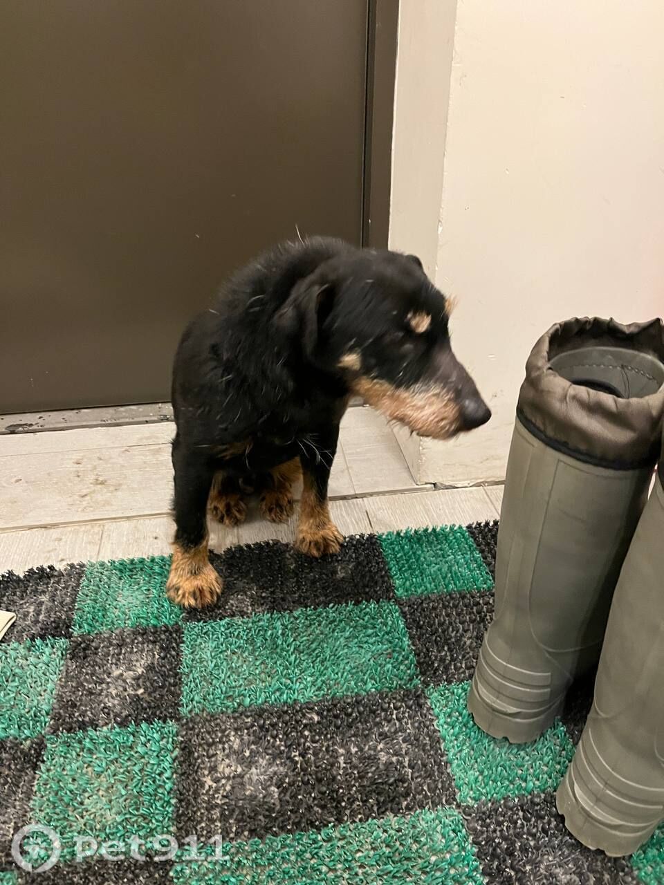 Найдена собака в Петрозаводске — фото объявления