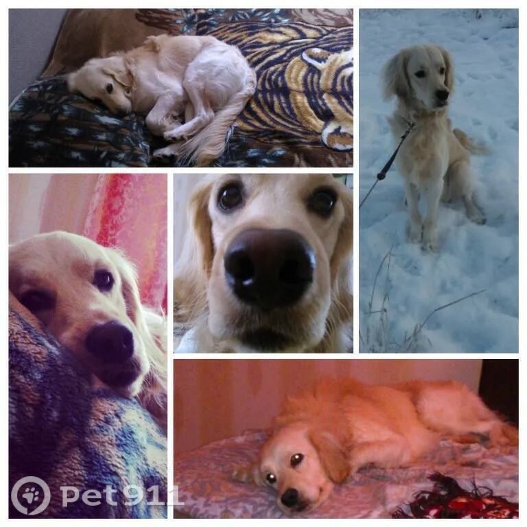 Пропала собака в Петрозаводске — фото объявления