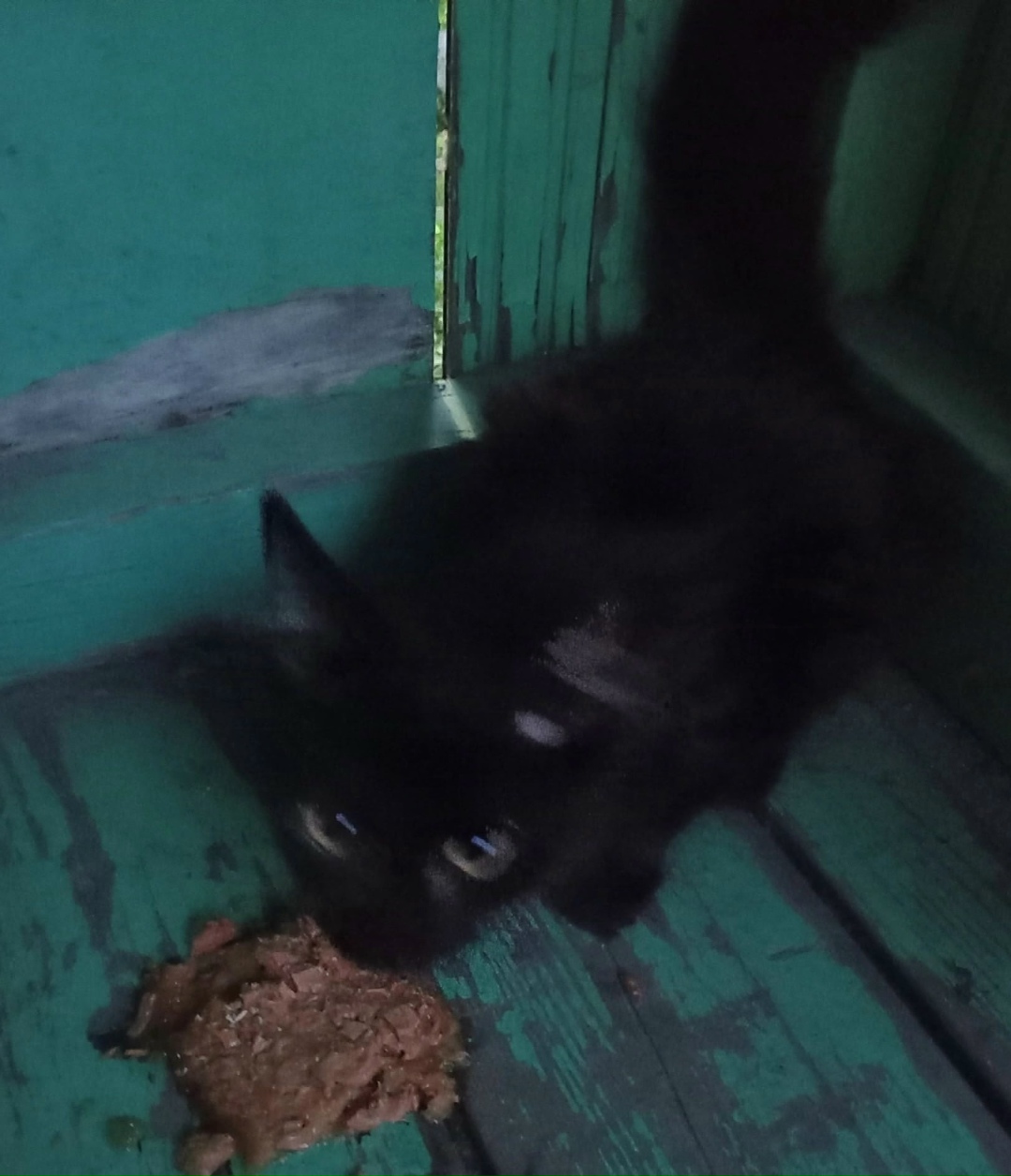 Найдена кошка в Петрозаводске — фото объявления