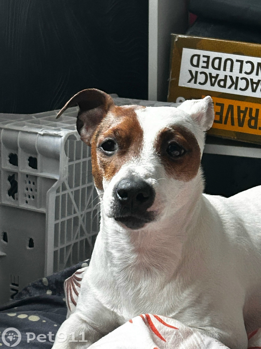 Пропала собака в Петрозаводске — фото объявления