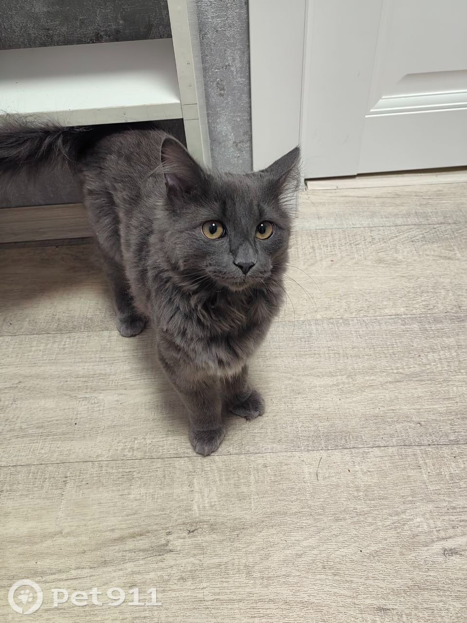 Найдена кошка в Петрозаводске — фото объявления