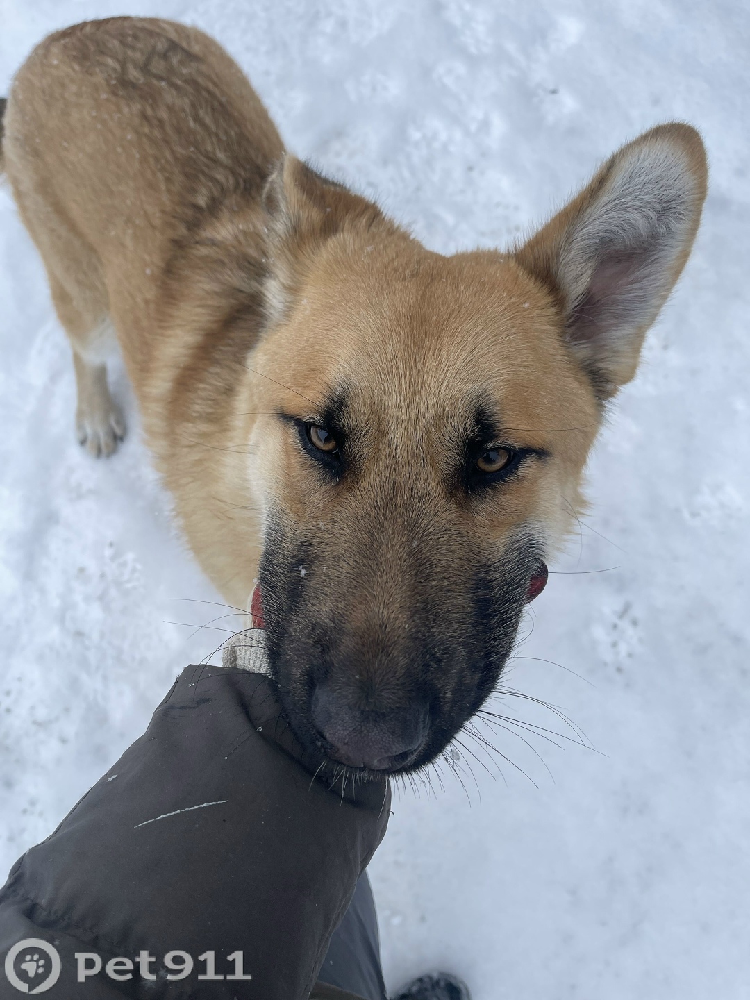 Найдена собака в Петрозаводске — фото объявления