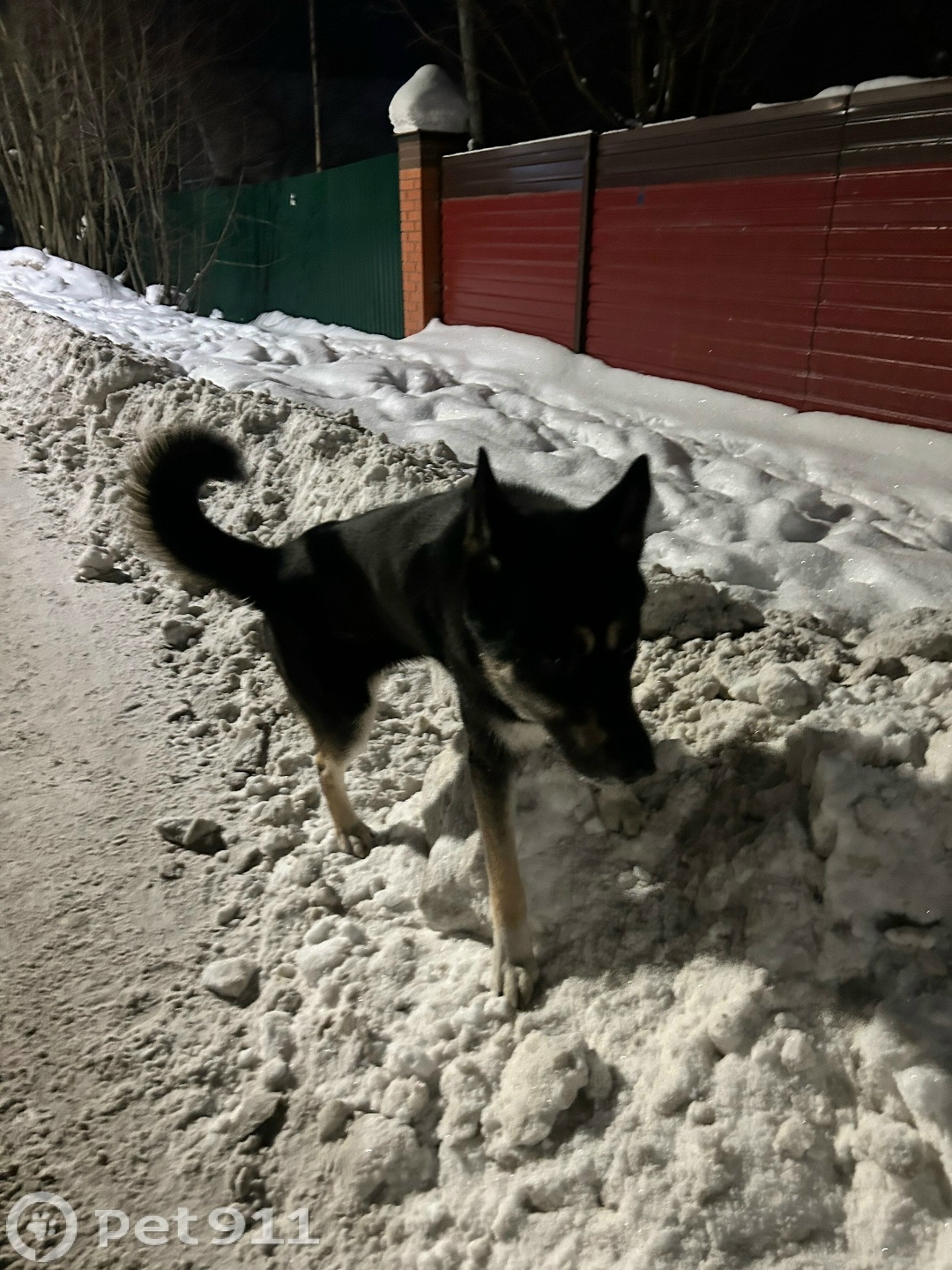 Найдена собака в Петрозаводске — фото объявления