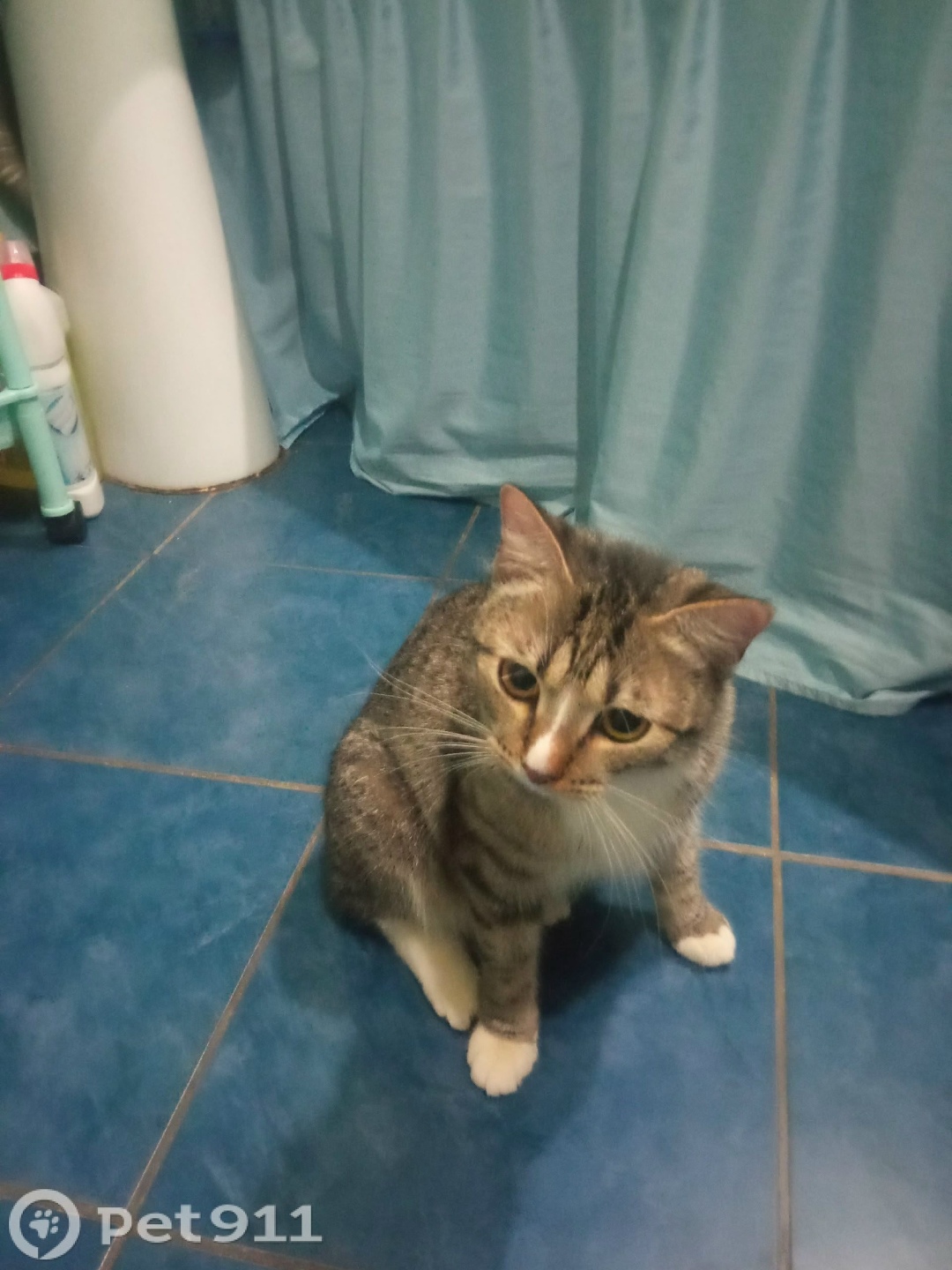 Найдена кошка в Петрозаводске — фото объявления