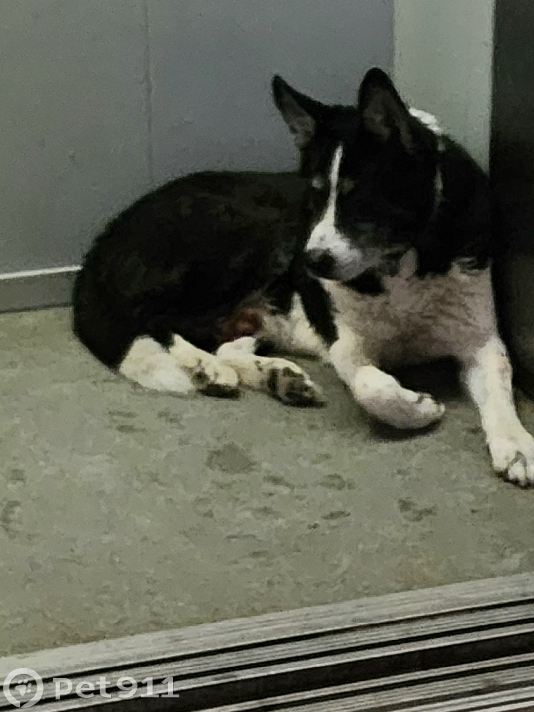 Найдена собака в Петрозаводске — фото объявления