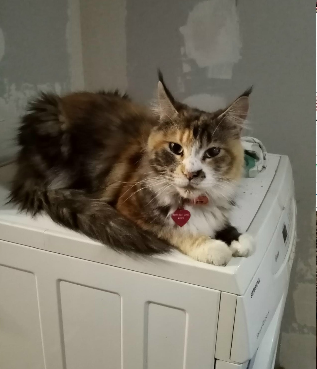 Пропала собака в Петрозаводске — фото объявления