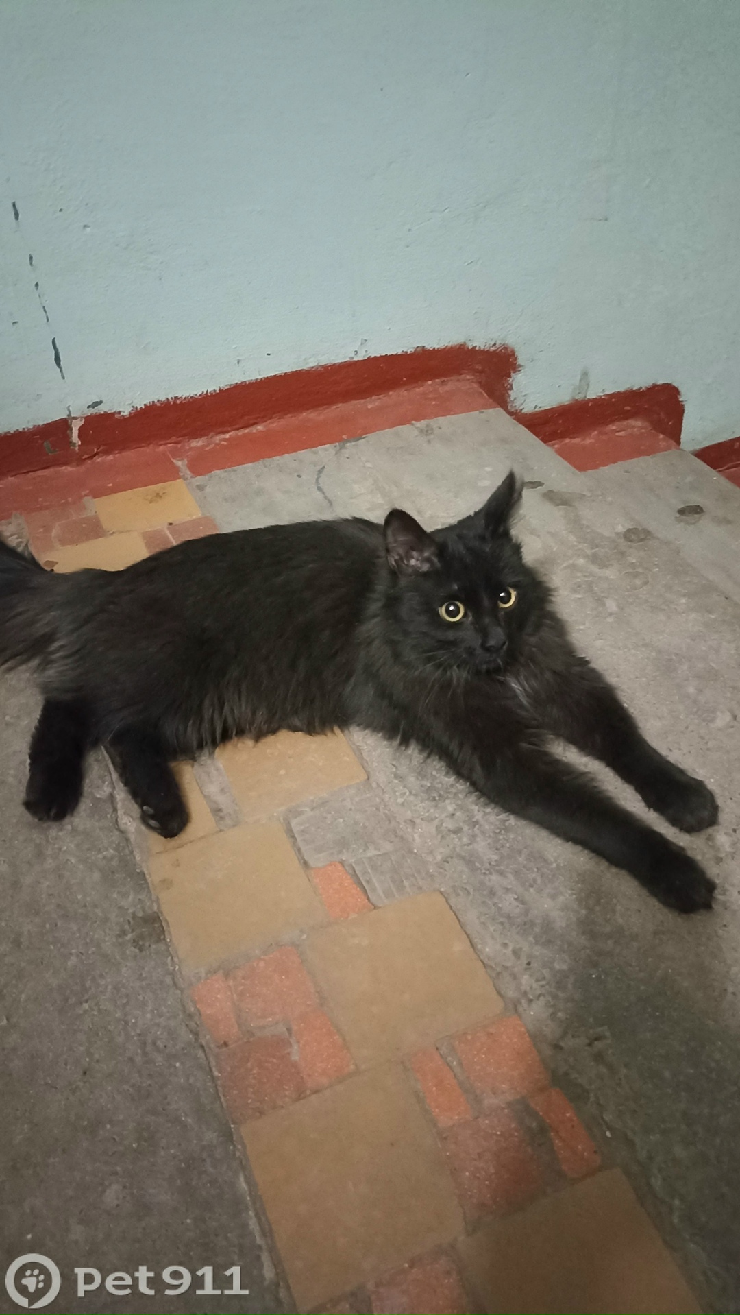 Найдена кошка в Петрозаводске — фото объявления